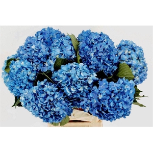 Hydr M Shocking Blue 60cm