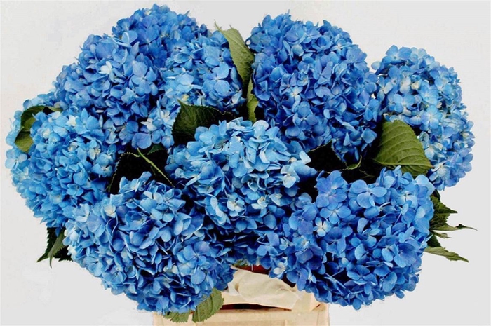 <h4>Hydr M Shocking Blue 60cm</h4>