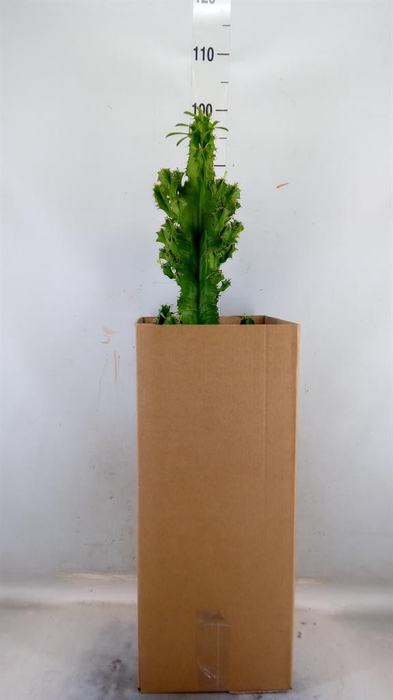 <h4>Euphorbia ingens</h4>