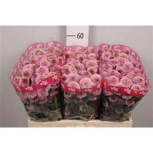 Chr S Aaa Doria Pink