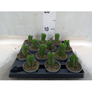 Crassula  'Buddha's Temple'