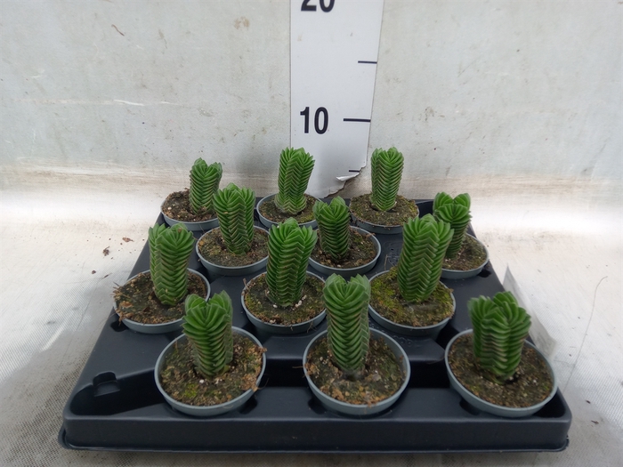 <h4>Crassula  'Buddha's Temple'</h4>