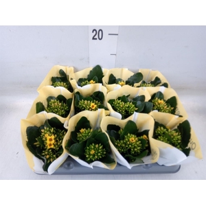 Kalanchoe  'African Sam'