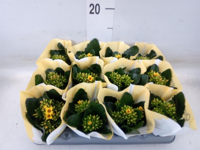 <h4>Kalanchoe  'African Sam'</h4>