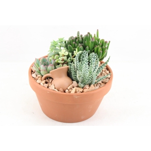 arr3 UB - Terra schaal x3 succulent