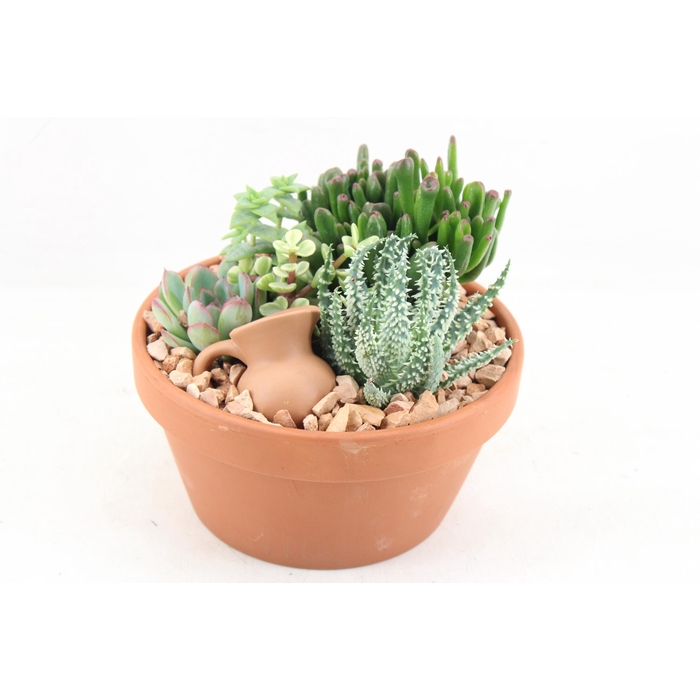 <h4>Arr3 Ub - Terra Schaal X3 Succulent</h4>