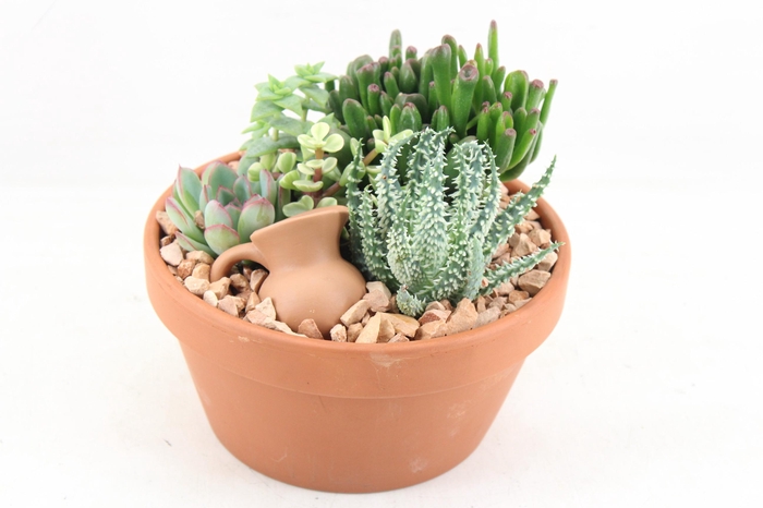 <h4>arr3 UB - Terra schaal x3 succulent</h4>