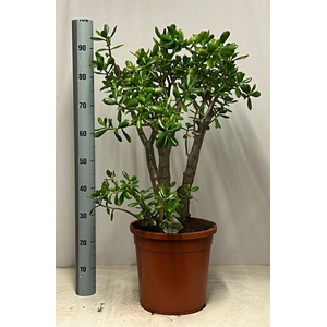 CRASS OVATA