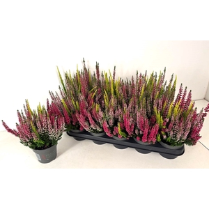 CALLU BL S TRI HA GP