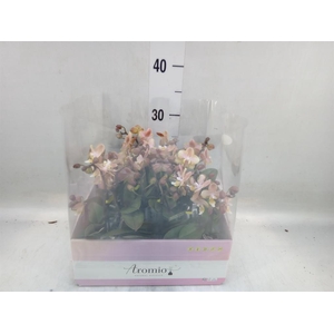 Phalaenopsis multi.   ...orange