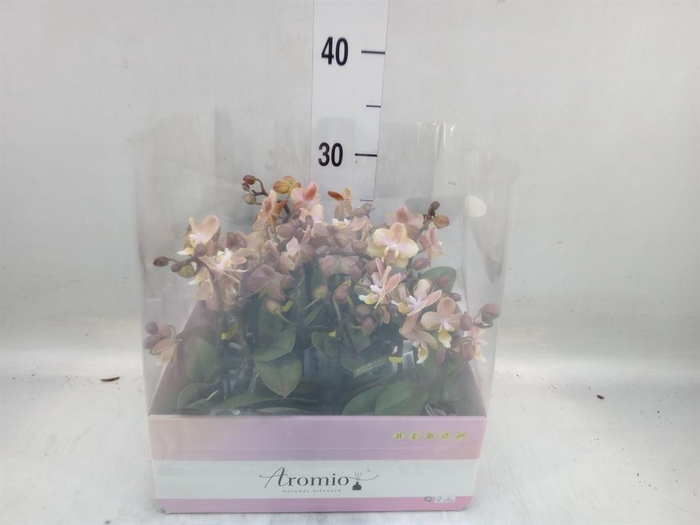 <h4>Phalaenopsis multi.   ...orange</h4>