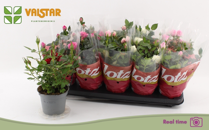 <h4>RO LOTZ OF GEM 5 KL</h4>