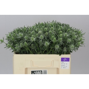 Eryngium Sirius