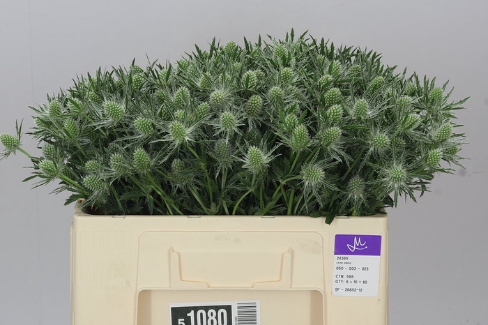 <h4>Eryngium Sirius</h4>