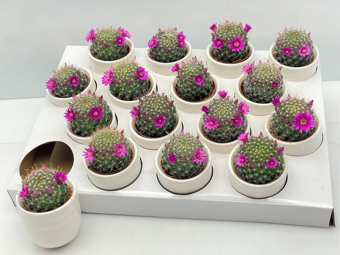 <h4>CACTUS BLOEIEND GEM</h4>