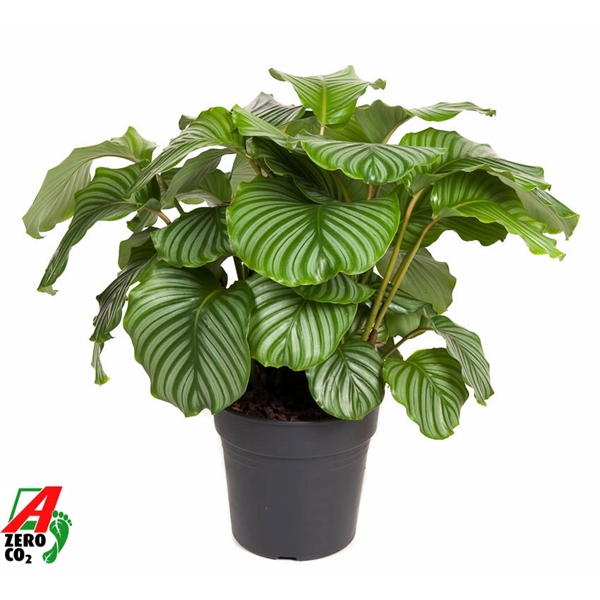 <h4>Calathea Orbifolia</h4>