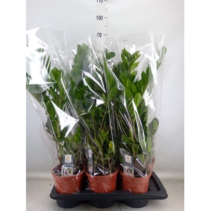 Zamioculcas zamiifolia