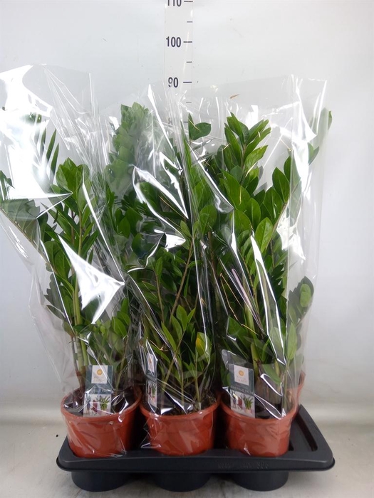 <h4>Zamioculcas zamiifolia</h4>