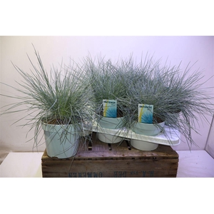 arr8 Fest Gl Intense Blue