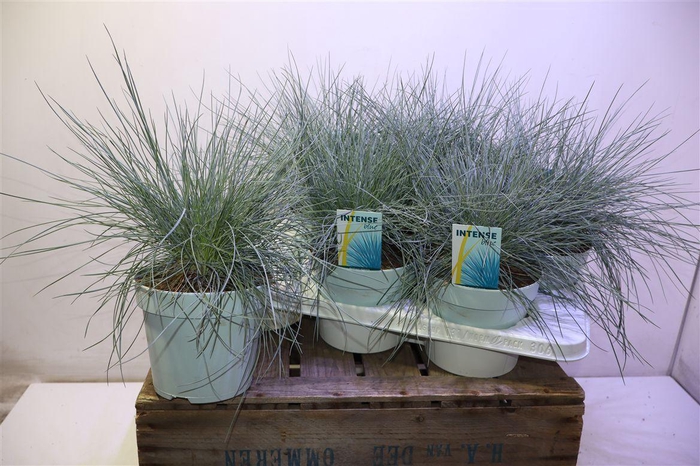 <h4>arr8 Fest Gl Intense Blue</h4>