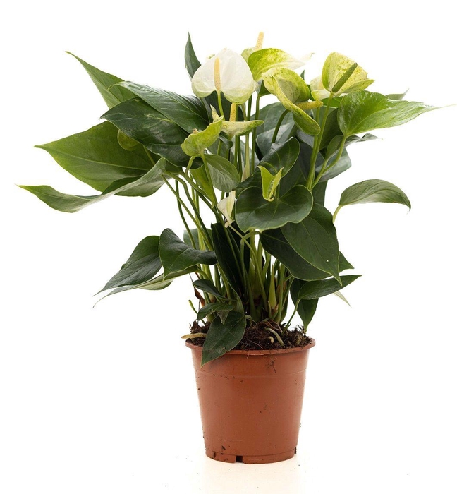 <h4>Anthurium white (Elido) P&PURE Collection</h4>