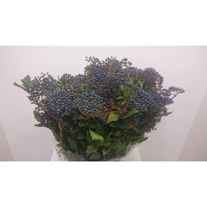 Viburnum per tak overig met bes