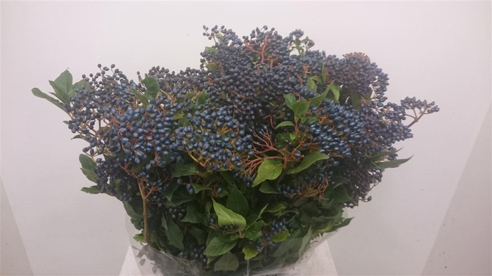 <h4>Viburnum per tak overig met bes</h4>