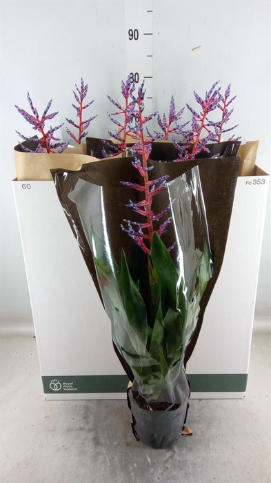 <h4>Aechmea 'Blue Rain'</h4>