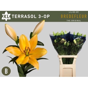 LI OT TERRASOL