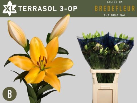 LI OT TERRASOL
