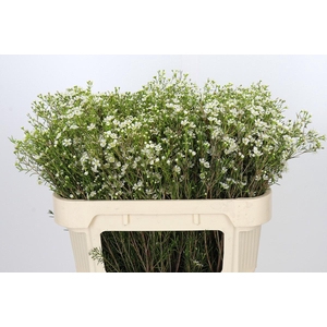 Chamelaucium Ofir