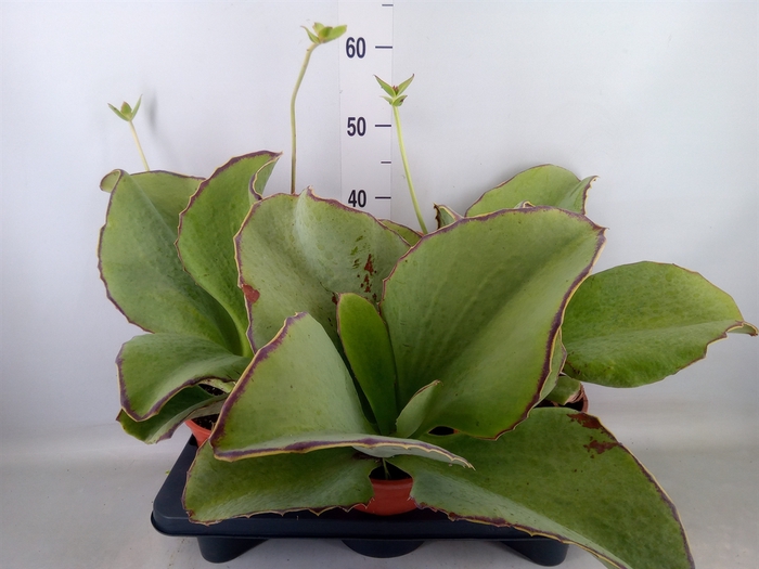 <h4>Kalanchoe NF   ...</h4>