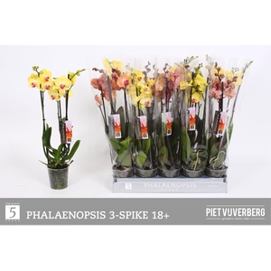 PHAL OV ORANJE