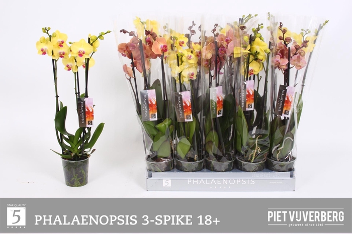 <h4>PHAL OV ORANJE</h4>