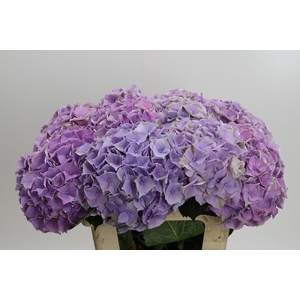 Hydrangea macrophylla My Beautiful Minerva