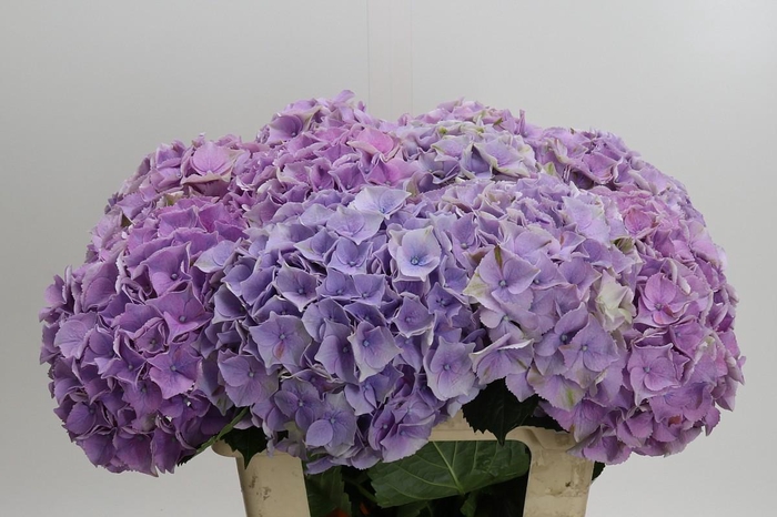 <h4>Hydrangea macrophylla My Beautiful Minerva</h4>