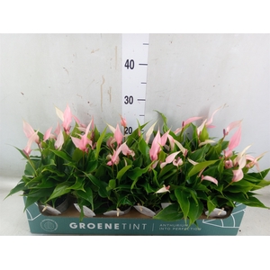 Anthurium andr. 'Lilli'