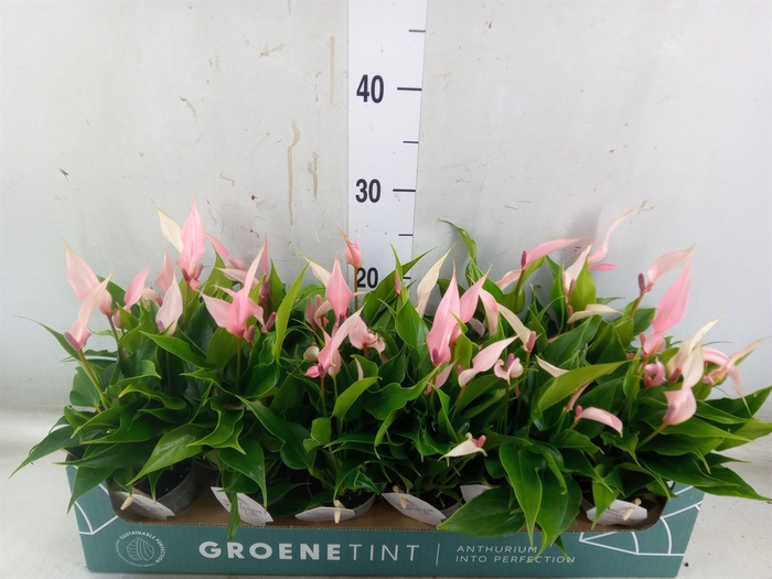 <h4>Anthurium andr. 'Lilli'</h4>