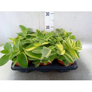 Tradescantia sillam. 'Brown Hill'