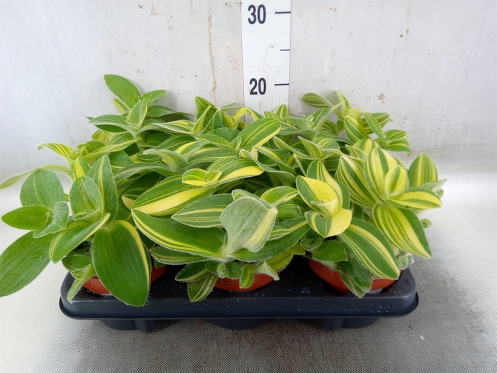 <h4>Tradescantia sillam. 'Brown Hill'</h4>
