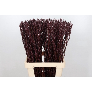 Salix Caprea Snow Flake P. Burgundy
