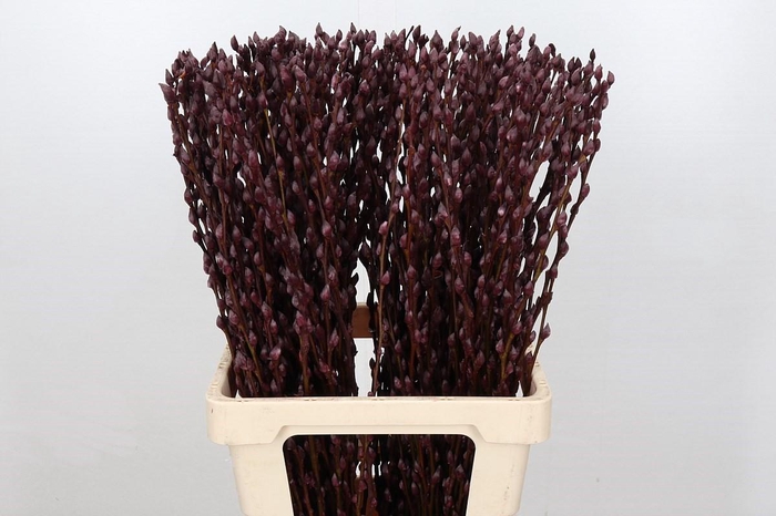 <h4>Salix Caprea Snow Flake P. Burgundy</h4>
