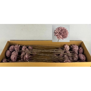 Stick Shola Zinnia Ø12 O.pink