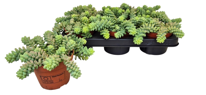 <h4>SEDUM BURRITO</h4>