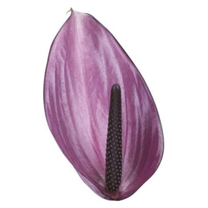 Anthurium andr. 'Previa'