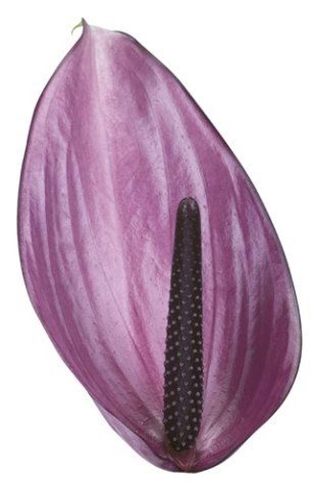 <h4>Anthurium andr. 'Previa'</h4>