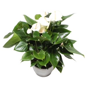 Anthurium XL.71 White 23cm