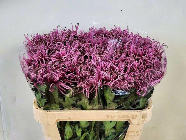 <h4>CHR G SARATOV</h4>