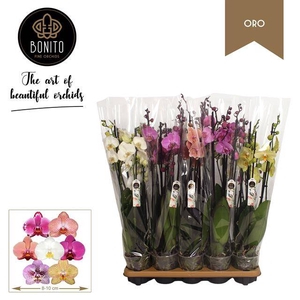 PHAL MIX 5 TAK