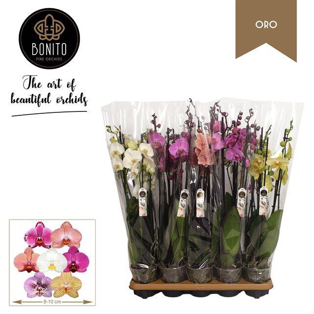 <h4>PHAL MIX 5 TAK</h4>